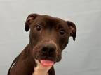 Adopt Veggie a Pit Bull Terrier, Mixed Breed