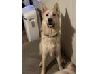 Adopt Mork 3114 a German Shepherd Dog, Husky