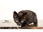 Adopt Mocha a Domestic Medium Hair, American Shorthair