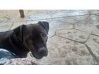 Adopt Bugsy a American Staffordshire Terrier