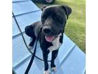 Adopt Spider a Mixed Breed