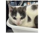 Adopt Entegra a Domestic Short Hair