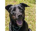 Adopt Austin 03-2223 a Labrador Retriever