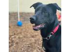 Adopt Austin 03-2223 a Labrador Retriever