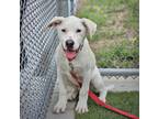 Adopt SWIFTY a Labrador Retriever