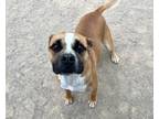 Adopt MAYWEATHER a Boxer, Mixed Breed