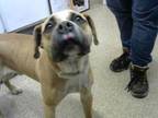 Adopt MAYWEATHER a Boxer, Mixed Breed