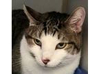 Adopt Jude a Domestic Short Hair