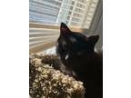 Adopt Shadow a Domestic Short Hair, American Shorthair