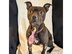 Adopt Snug a Staffordshire Bull Terrier, Pit Bull Terrier