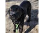 Adopt Rookie a Labrador Retriever, Mixed Breed