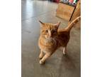 Adopt Chester a Tabby