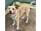 Adopt Herman a Pit Bull Terrier