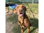 Adopt Irvin a Labrador Retriever