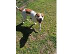 Adopt Goofy a American Foxhound