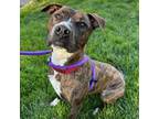 Adopt Bruce a Mixed Breed