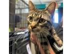 Adopt Cherry Pie a Domestic Short Hair