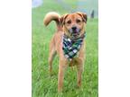 Adopt Cyrus - Stray Hold a Shepherd, Mixed Breed