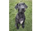 Adopt Finch a Black Labrador Retriever, Catahoula Leopard Dog