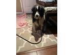 Adopt Buddy a Australian Shepherd, Border Collie