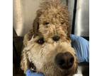 Adopt Myers a Golden Retriever, Poodle