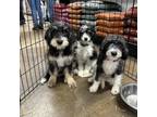 Adopt Jim a Greater Swiss Mountain Dog, Poodle