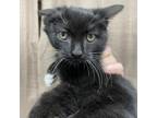 Adopt Indigo a Domestic Medium Hair