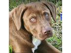 Adopt Raj a Chocolate Labrador Retriever, Labrador Retriever