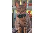 Adopt Hootie a Domestic Short Hair