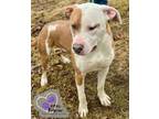 Adopt Daffy Duck - Looney Tunes Litter a Mixed Breed