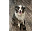 Adopt Maverick a Australian Shepherd