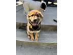 Adopt Chulo a Shepherd, Mixed Breed