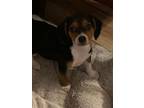 Adopt Hardee a Beagle