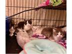 Adopt Kitten Adoption Event Mar 24 a Domestic Short Hair