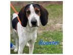 Adopt ROOSTER a Treeing Walker Coonhound, Hound