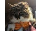 Adopt Blue's Clue's @Smitten Kitten Cat Cafe a Maine Coon, Domestic Long Hair