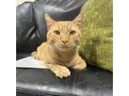 Adopt Galaxy a Domestic Short Hair