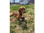 Adopt Alvin a Beagle