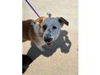 Adopt Burger a Anatolian Shepherd, Australian Shepherd