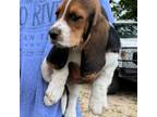 Basset Hound Puppy for sale in Madisonville, TX, USA