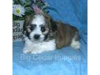 Zuchon Puppy for sale in Mount Pleasant, IA, USA