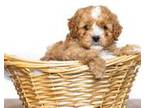Cavapoo Puppy for sale in Edon, OH, USA