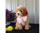 Cavapoo Puppy for sale in Edon, OH, USA