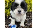 Shih Tzu Puppy for sale in Mount Vernon, OH, USA