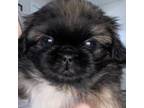Pekingese Puppy for sale in Harrison, OH, USA