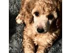 Muffin, AKC standard poodle