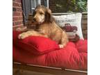 Aussiedoodle Puppy for sale in Mooresboro, NC, USA