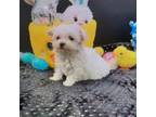 Maltese Puppy for sale in Pembroke Pines, FL, USA