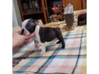 Boston Terrier Puppy for sale in Billings, MO, USA