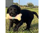 Labrador Retriever Puppy for sale in Mulberry, FL, USA